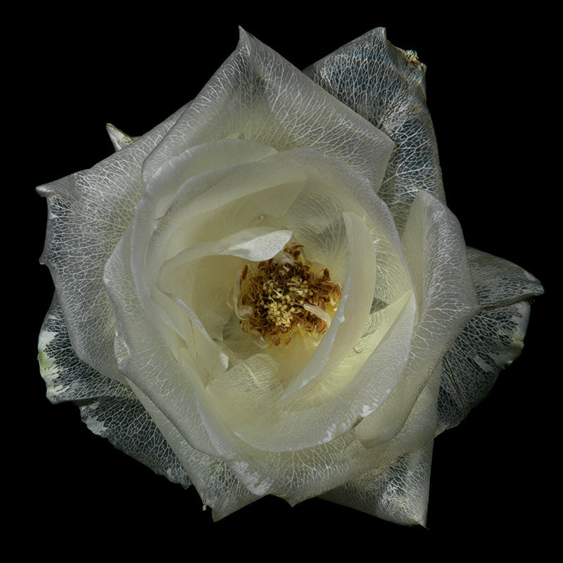 surreal Ethereal water Bouquets Mesmerizing Glass Flower Collection