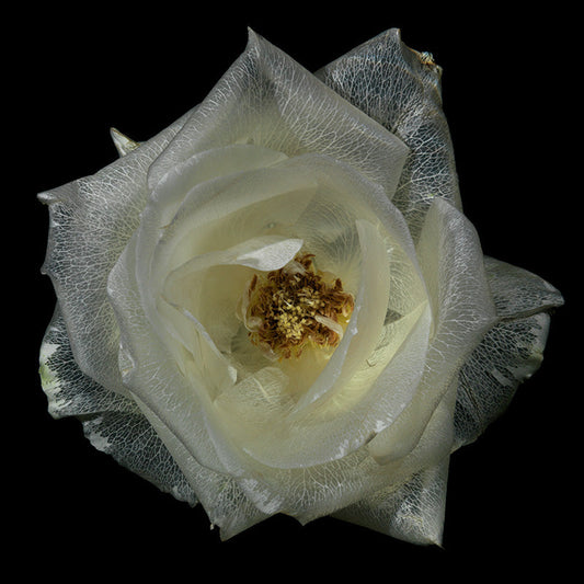 surreal Ethereal water Bouquets Mesmerizing Glass Flower Collection