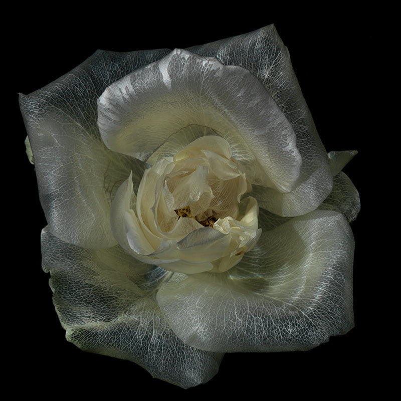 Submerged Botanical Dreams Hypnotic Glassy Floral Specimens