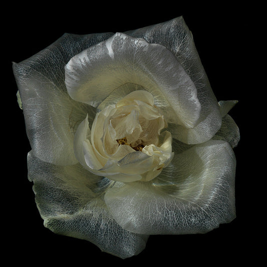 Submerged Botanical Dreams Hypnotic Glassy Floral Specimens