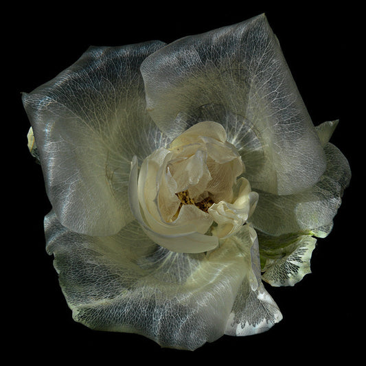 Crystal Clear Aquatic Delights Enchanting Glass Flowers