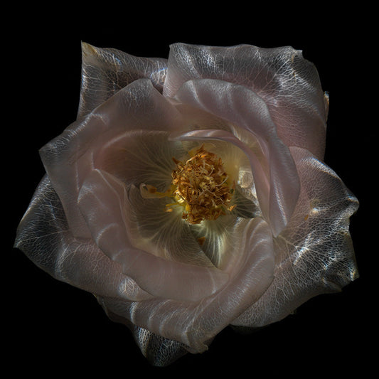 Aqua Botanical Bliss Captivating Underwater Glass Blooms