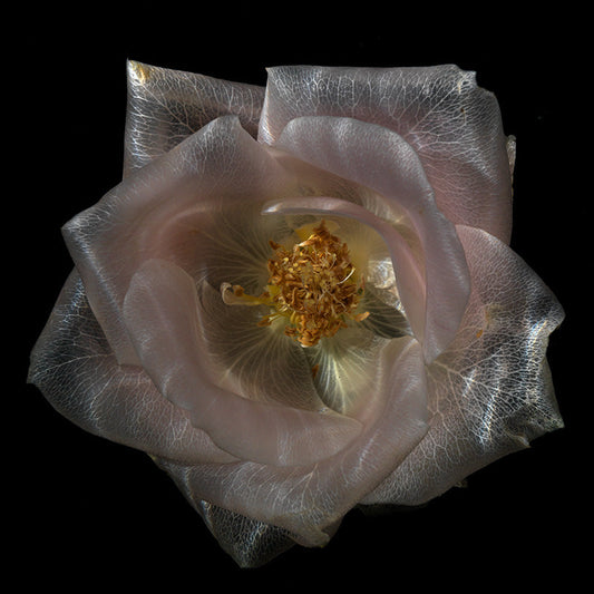 Submerged Floral surreal Serene Glass Flower Series