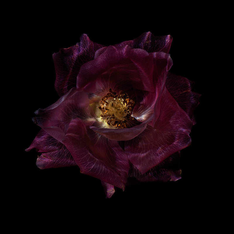 Underwater Glass Bloom Magic Enigmatic Floral Collection