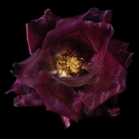 Ethereal Aquatic Elegance Translucent Glass Flower Series