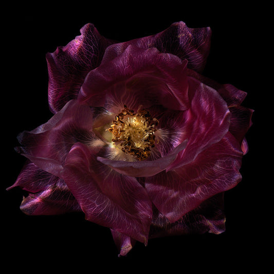 Submerged Botanical Brilliance Captivating Glass Petals