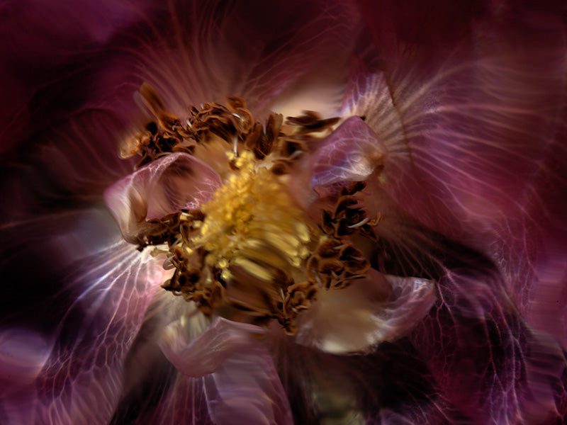 Crystal Clear Botanical Marvels Ethereal Glass Flower Collection
