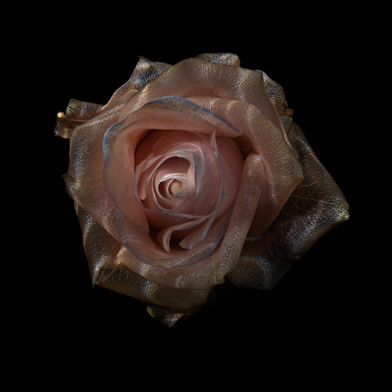 Aqua Botanical Delights Ethereal Underwater Floral Collection