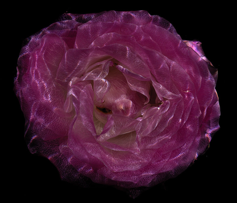 Submerged Flora Extravaganza Mesmerizing Glass Flower Series