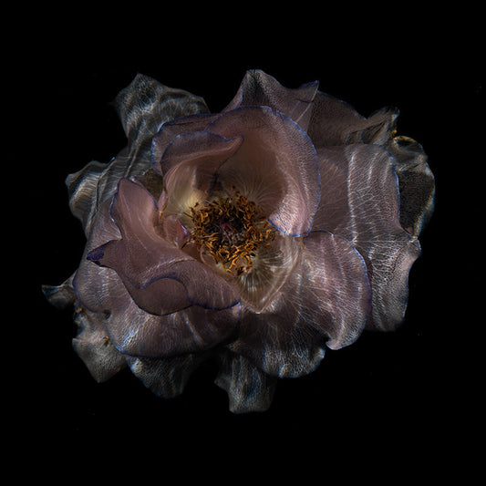 Transparent Blooms: Mesmerizing Underwater Flower Series