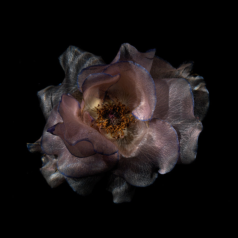 Water Blossom Wonders: Captivating Glassy Floral Collection