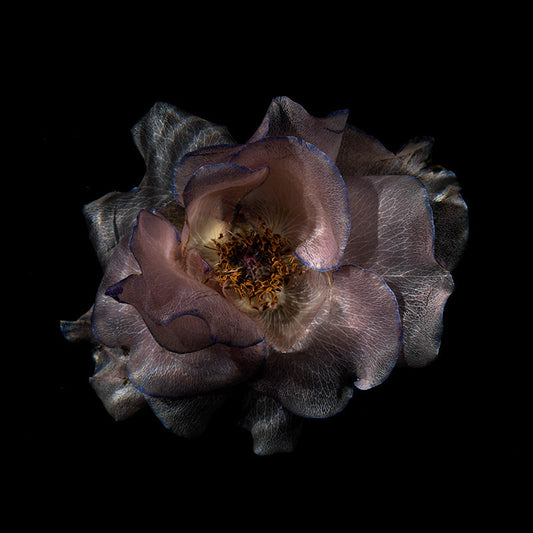 Water Blossom Wonders: Captivating Glassy Floral Collection