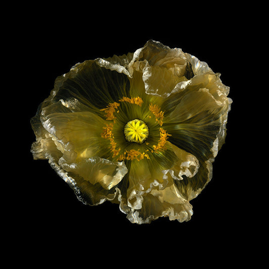 Transparent Flower Fantasy: Unique Underwater Floral Artistry