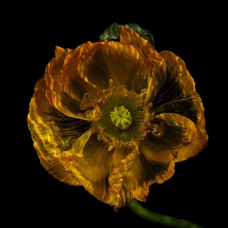 Aquatic Flower Delights: Radiant Underwater Blossom Collection