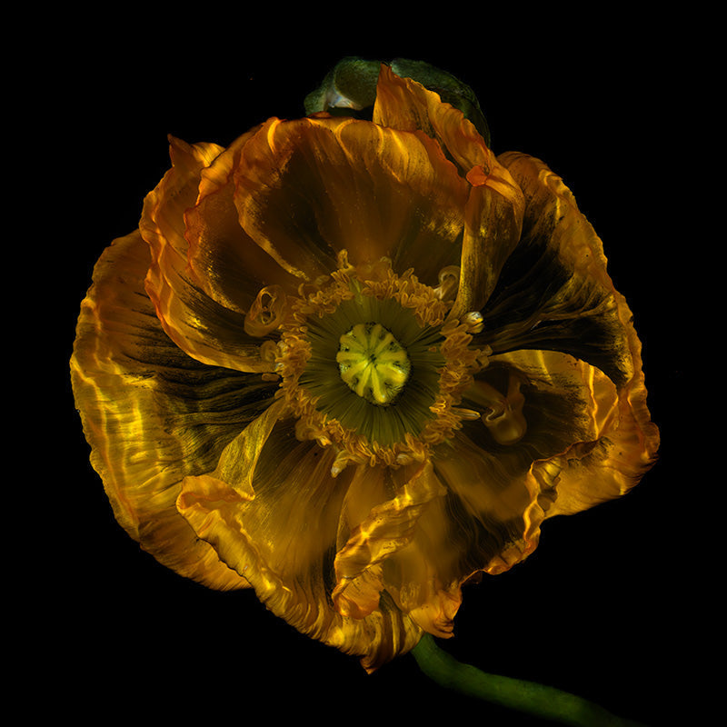 Glassy Floral Elegance Serene Underwater Blossom Series