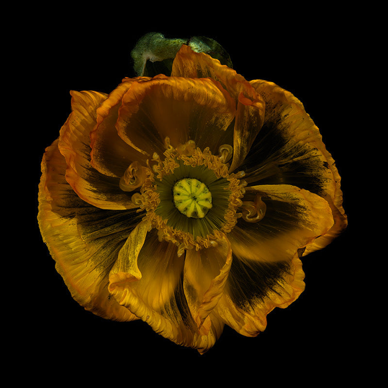 Water Blossom transparent Dreamy Underwater Floral Collection