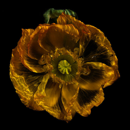 Submerged Flower Magic Ethereal Underwater Floral Art
