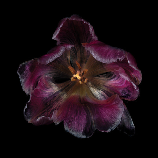 Translucent Blossom Beauty Delicate Underwater Flora