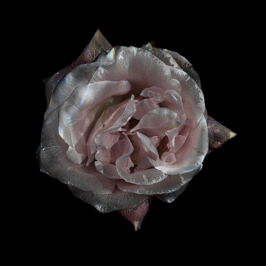 Glassy Flower Fantasy Radiant Underwater Bloom Series