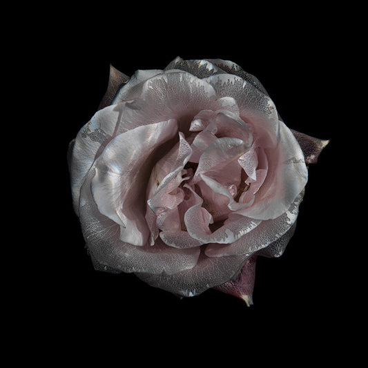 Clear Water Blossom Showcase Intriguing Underwater Flora