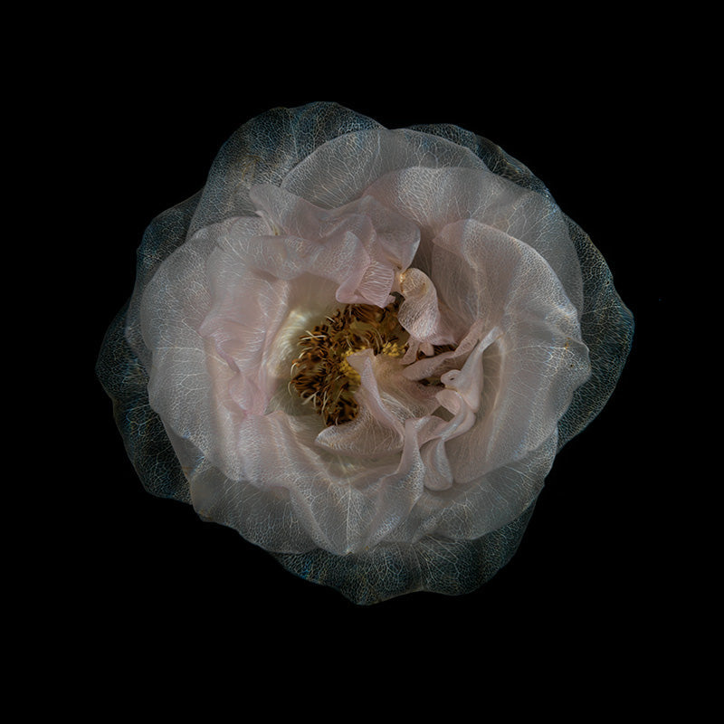 Crystal Clear Floral Harmony Harmonious Underwater Blooms