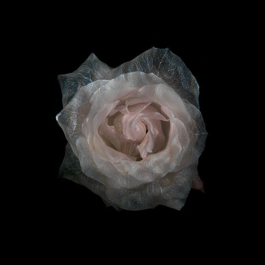 Clear Water Floral Wonders Enchanting Underwater Blossoms