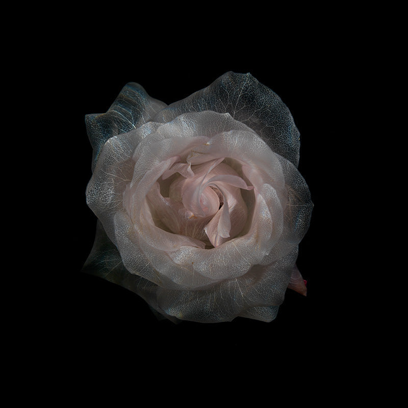 Transparent Blossom Bliss Stunning Underwater Floral Display