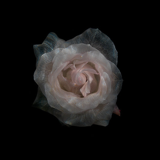 Transparent Blossom Bliss Stunning Underwater Floral Display