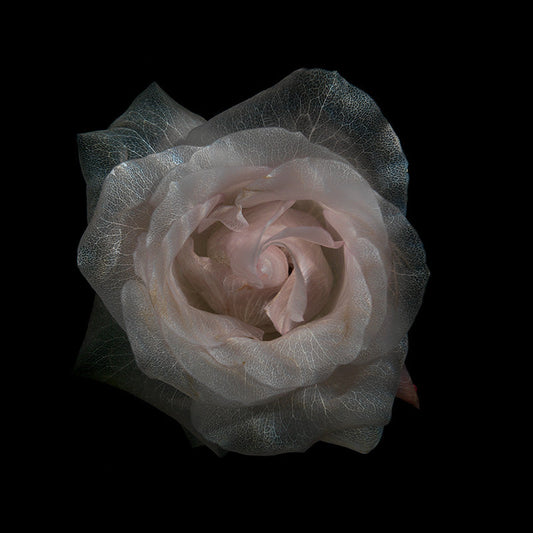 Glassy Floral Elegance Serene Underwater Blooms