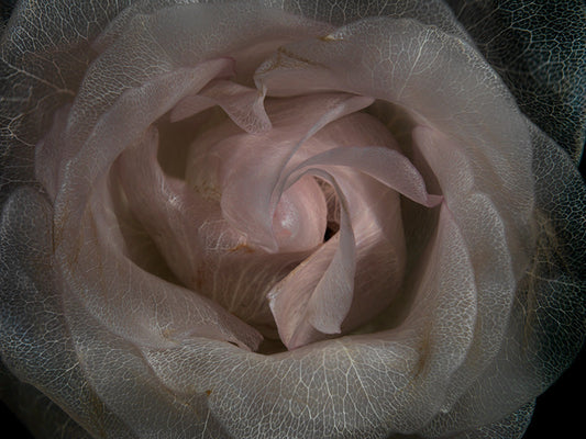 Submerged Flower Serenade Beautiful Underwater Flora