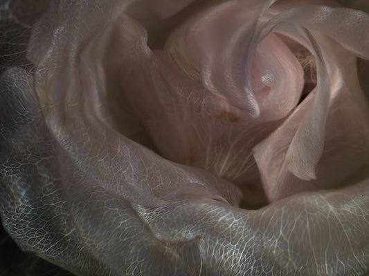 See-Through Bloom Harmony Radiant Underwater Blossom Collection