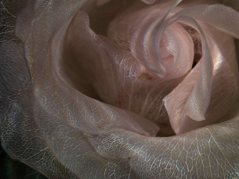 Aquatic Floral Symphony Tranquil Underwater Floral Series