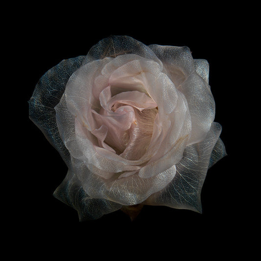 Clear Floral Rhapsody Enthralling Subaquatic Flower Scenes