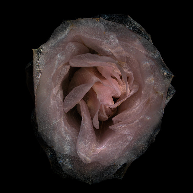 Clear Water Splendor Tranquil Aquatic Floral Elegance