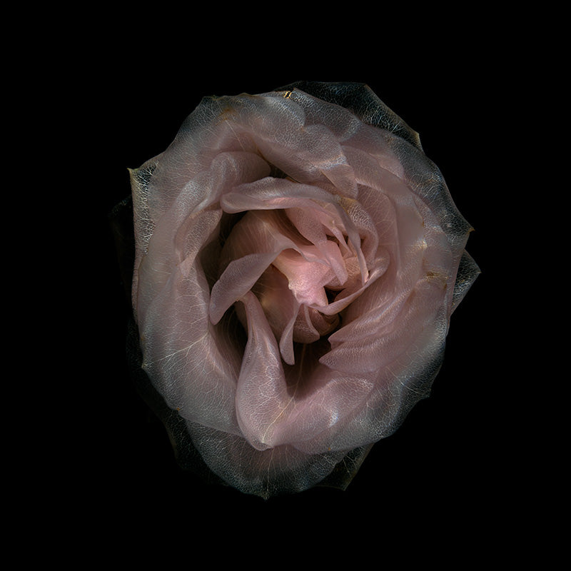 Transparent Floral Marvels Serene Submerged Bloom Showcase