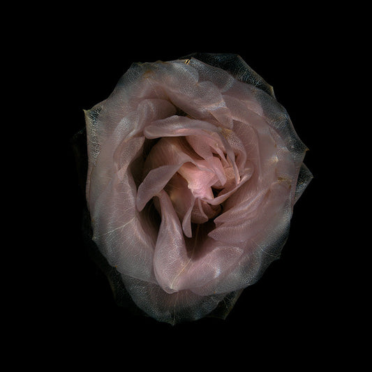 Transparent Floral Marvels Serene Submerged Bloom Showcase