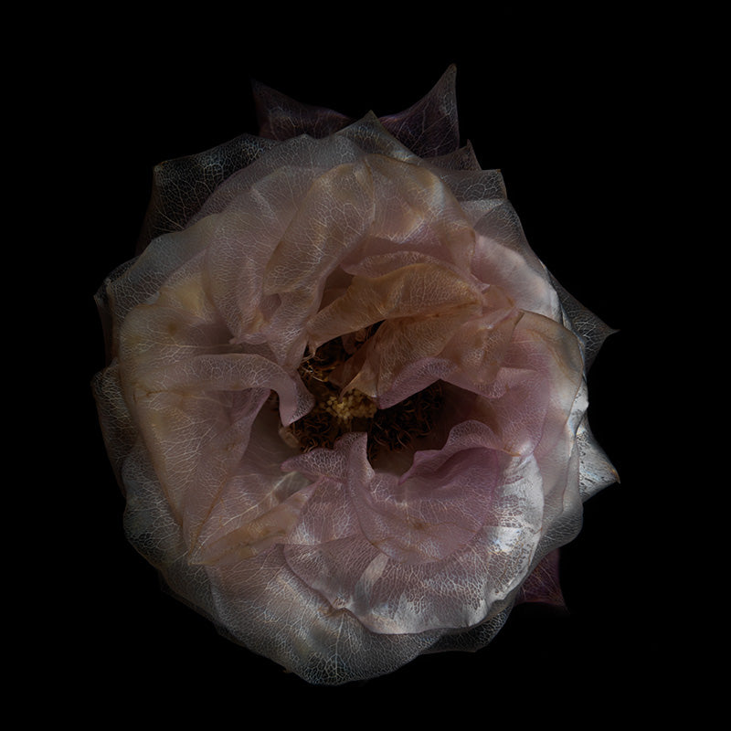 Glassy Flower Euphoria Harmonious Submerged Petal Showcase