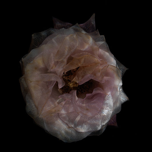 Glassy Flower Euphoria Harmonious Submerged Petal Showcase