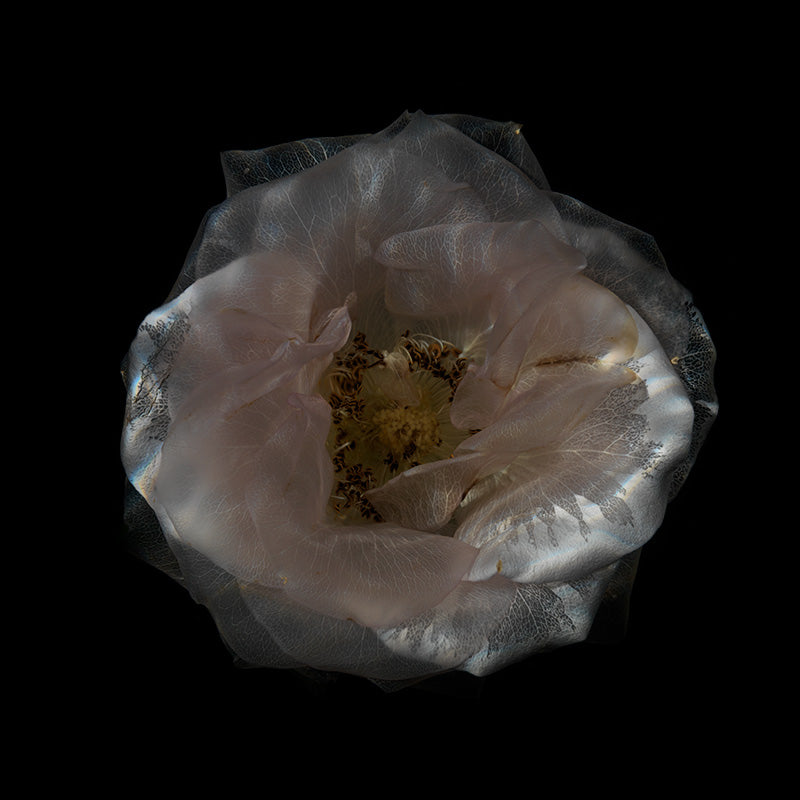 See-Through Blossom Spectacle Mesmerizing Aquatic Petal Array