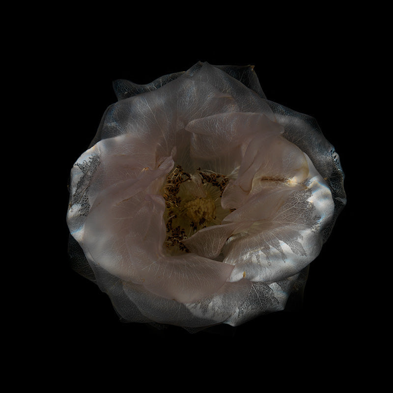 Glassy Bloom Serenade Radiant Submerged Petal Collection