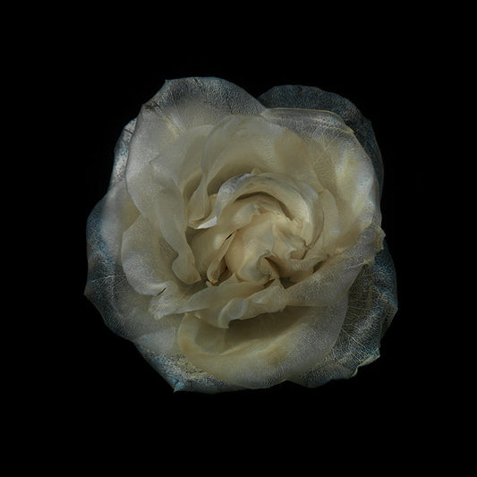 Submerged Flower Symphony Tranquil Aquatic Blossom Serenity