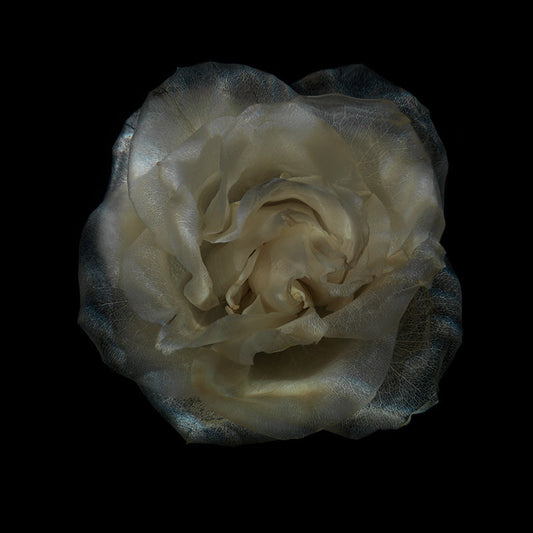 Translucent Petal Parade Ethereal Submerged Flora Showcase