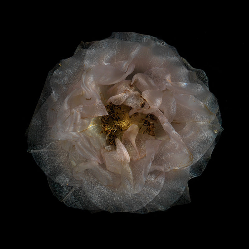 Glassy Floral Parade Enthralling Aquatic Petal Showcase