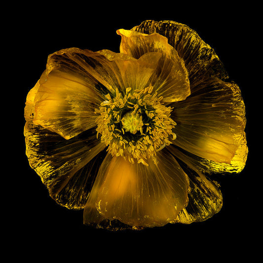 See-Through Water Bloom Marvels Captivating Submerged Flora