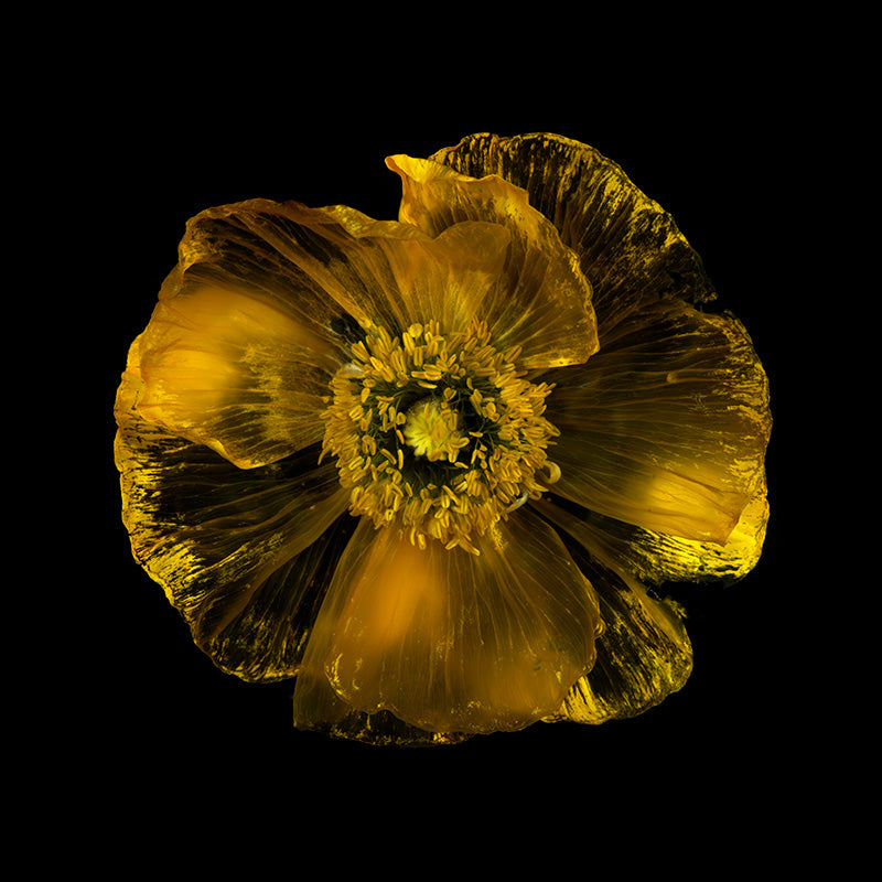 Aquatic Bloom Parade Mesmeric Underwater Petal Display