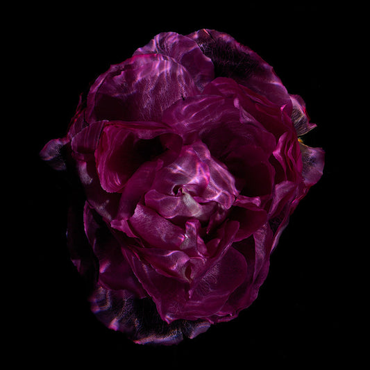 Crystal Clear Bloom Marvels Radiant Submerged Petal Showcase