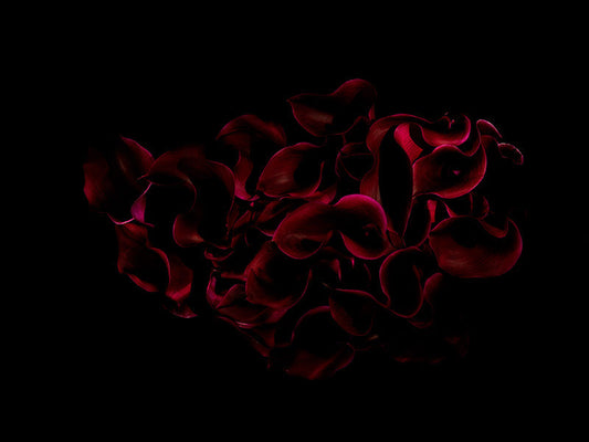 dark red lilies splash through the surface tension of the waters surface