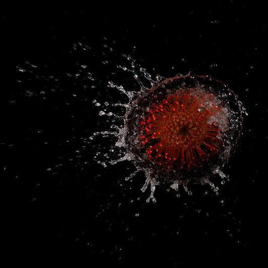 floral splash series flowers cast into was on set in the studio