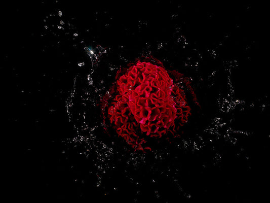 surreal looking floral series with black water splash scenes created in camera without post production