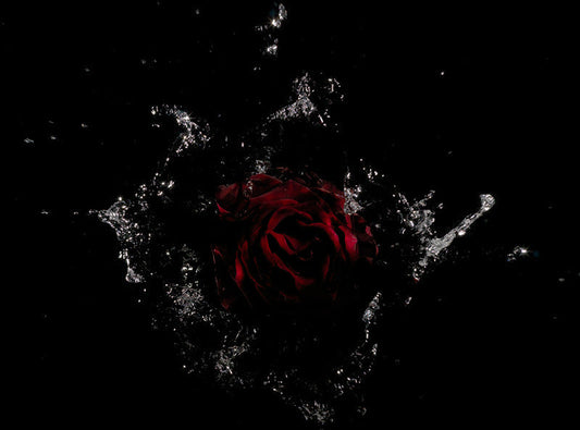 deep purple red lilies large specimens in bouquet thrown into water splash series